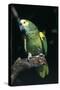 Blue-Fronted Amazon Parrot (Amazona Aestiva)-Lynn M^ Stone-Stretched Canvas