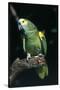 Blue-Fronted Amazon Parrot (Amazona Aestiva)-Lynn M^ Stone-Stretched Canvas