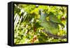 Blue-Fronted Amazon Parrot (Amazona Aestiva)-Lynn M^ Stone-Framed Stretched Canvas