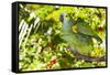 Blue-Fronted Amazon Parrot (Amazona Aestiva)-Lynn M^ Stone-Framed Stretched Canvas