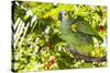 Blue-Fronted Amazon Parrot (Amazona Aestiva)-Lynn M^ Stone-Stretched Canvas