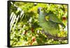 Blue-Fronted Amazon Parrot (Amazona Aestiva)-Lynn M^ Stone-Framed Stretched Canvas