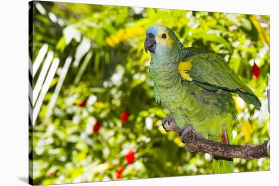 Blue-Fronted Amazon Parrot (Amazona Aestiva)-Lynn M^ Stone-Stretched Canvas