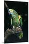 Blue-Fronted Amazon Parrot (Amazona Aestiva)-Lynn M^ Stone-Mounted Photographic Print