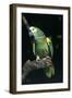 Blue-Fronted Amazon Parrot (Amazona Aestiva)-Lynn M^ Stone-Framed Photographic Print