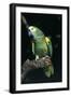 Blue-Fronted Amazon Parrot (Amazona Aestiva)-Lynn M^ Stone-Framed Photographic Print