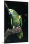 Blue-Fronted Amazon Parrot (Amazona Aestiva)-Lynn M^ Stone-Mounted Photographic Print