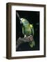 Blue-Fronted Amazon Parrot (Amazona Aestiva)-Lynn M^ Stone-Framed Photographic Print