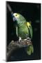 Blue-Fronted Amazon Parrot (Amazona Aestiva)-Lynn M^ Stone-Mounted Photographic Print