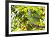 Blue-Fronted Amazon Parrot (Amazona Aestiva)-Lynn M^ Stone-Framed Photographic Print