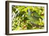 Blue-Fronted Amazon Parrot (Amazona Aestiva)-Lynn M^ Stone-Framed Photographic Print