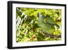 Blue-Fronted Amazon Parrot (Amazona Aestiva)-Lynn M^ Stone-Framed Photographic Print