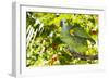 Blue-Fronted Amazon Parrot (Amazona Aestiva)-Lynn M^ Stone-Framed Photographic Print