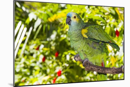 Blue-Fronted Amazon Parrot (Amazona Aestiva)-Lynn M^ Stone-Mounted Photographic Print