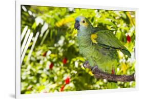 Blue-Fronted Amazon Parrot (Amazona Aestiva)-Lynn M^ Stone-Framed Photographic Print