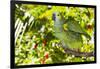 Blue-Fronted Amazon Parrot (Amazona Aestiva)-Lynn M^ Stone-Framed Photographic Print