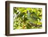 Blue-Fronted Amazon Parrot (Amazona Aestiva)-Lynn M^ Stone-Framed Photographic Print