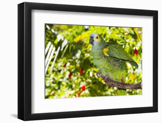 Blue-Fronted Amazon Parrot (Amazona Aestiva)-Lynn M^ Stone-Framed Photographic Print