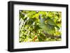 Blue-Fronted Amazon Parrot (Amazona Aestiva)-Lynn M^ Stone-Framed Photographic Print