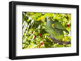 Blue-Fronted Amazon Parrot (Amazona Aestiva)-Lynn M^ Stone-Framed Photographic Print