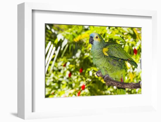 Blue-Fronted Amazon Parrot (Amazona Aestiva)-Lynn M^ Stone-Framed Photographic Print