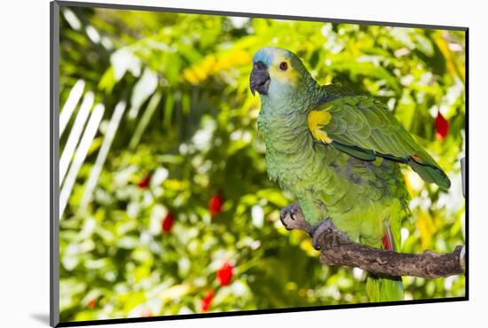 Blue-Fronted Amazon Parrot (Amazona Aestiva)-Lynn M^ Stone-Mounted Photographic Print