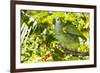 Blue-Fronted Amazon Parrot (Amazona Aestiva)-Lynn M^ Stone-Framed Photographic Print