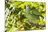Blue-Fronted Amazon Parrot (Amazona Aestiva)-Lynn M^ Stone-Mounted Photographic Print