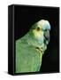 Blue Fronted Amazon Parrot-Lynn M. Stone-Framed Stretched Canvas