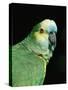 Blue Fronted Amazon Parrot-Lynn M. Stone-Stretched Canvas