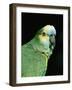 Blue Fronted Amazon Parrot-Lynn M. Stone-Framed Photographic Print