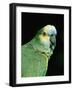 Blue Fronted Amazon Parrot-Lynn M. Stone-Framed Photographic Print