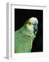 Blue Fronted Amazon Parrot-Lynn M. Stone-Framed Photographic Print