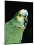 Blue Fronted Amazon Parrot-Lynn M. Stone-Mounted Photographic Print