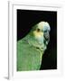 Blue Fronted Amazon Parrot-Lynn M. Stone-Framed Photographic Print