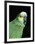 Blue Fronted Amazon Parrot-Lynn M. Stone-Framed Photographic Print