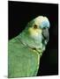 Blue Fronted Amazon Parrot-Lynn M. Stone-Mounted Photographic Print