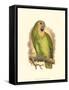 Blue-Fronted Amazon-null-Framed Stretched Canvas