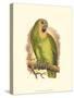 Blue-Fronted Amazon-null-Stretched Canvas