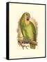 Blue-Fronted Amazon-null-Framed Stretched Canvas