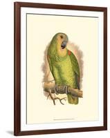 Blue-Fronted Amazon-null-Framed Art Print