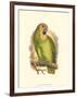 Blue-Fronted Amazon-null-Framed Art Print