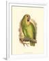 Blue-Fronted Amazon-null-Framed Art Print