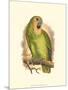 Blue-Fronted Amazon-null-Mounted Art Print