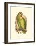 Blue-Fronted Amazon-null-Framed Art Print