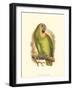 Blue-Fronted Amazon-null-Framed Art Print