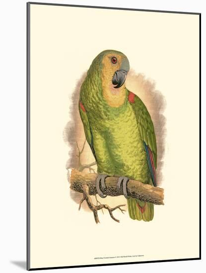 Blue-Fronted Amazon-null-Mounted Art Print