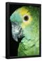Essential Black