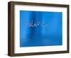 Blue fun-Heidi Westum-Framed Photographic Print