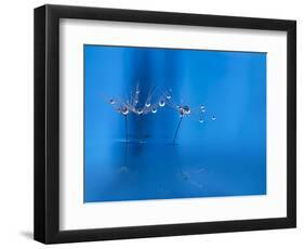 Blue fun-Heidi Westum-Framed Photographic Print